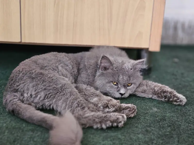 British longhair Neutered — photo 3