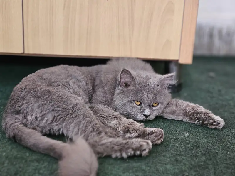 British longhair Neutered — photo 4