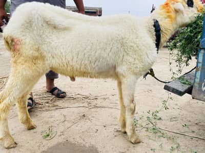 Bakra kamzor hai khorak ki zarurat hai khata pita 4 / 6 hi hai