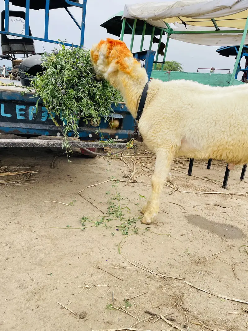 Bakra kamzor hai khorak ki zarurat hai khata pita 4 / 6 hi hai — photo 2