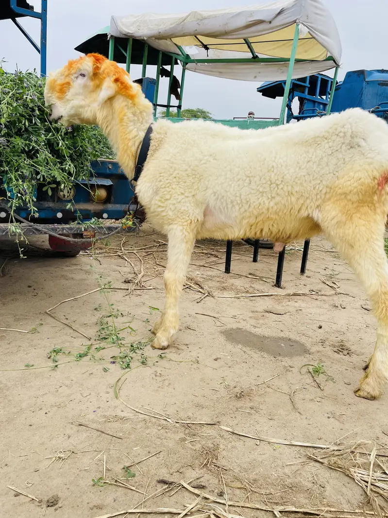 Bakra kamzor hai khorak ki zarurat hai khata pita 4 / 6 hi hai — photo 3
