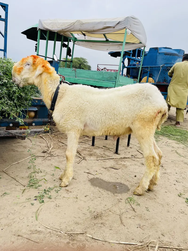 Bakra kamzor hai khorak ki zarurat hai khata pita 4 / 6 hi hai — photo 4