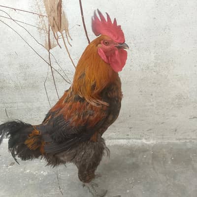 murgha for sale