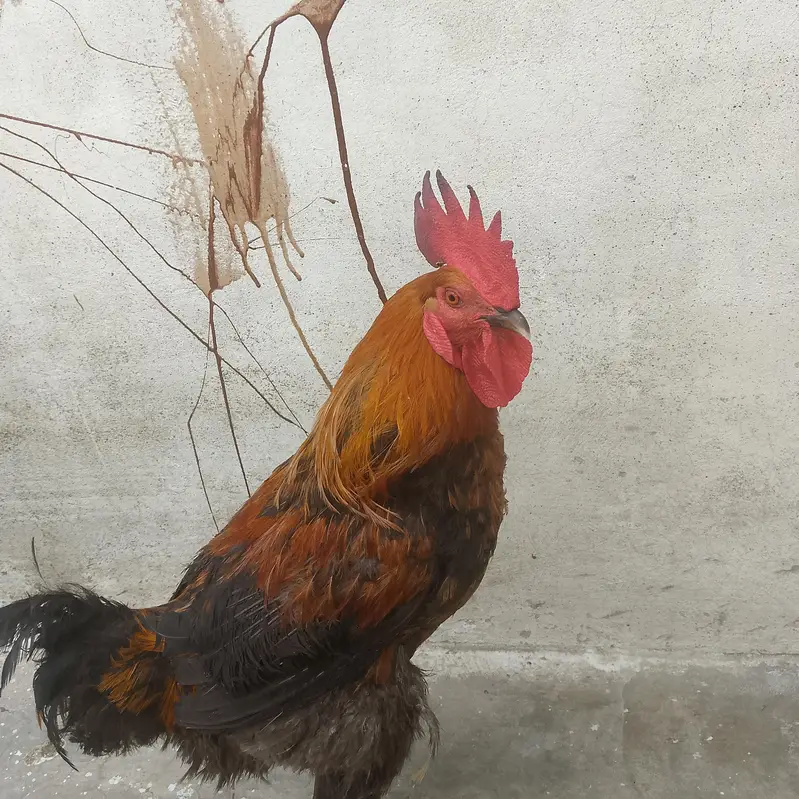 murgha for sale — photo 2