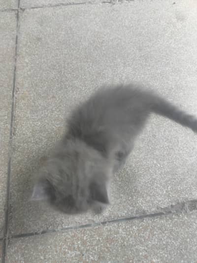 Russian cat brown colour white colour