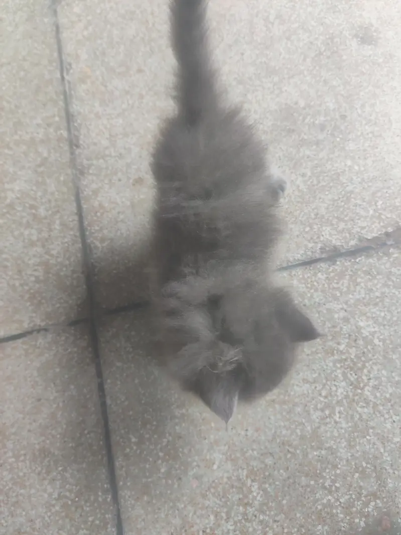 Russian cat brown colour white colour — photo 2