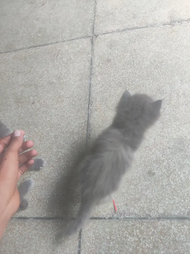 Russian cat brown colour white colour — photo 3