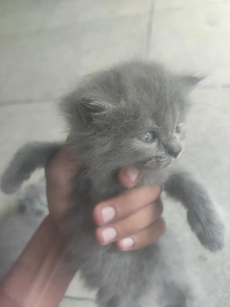 Russian cat brown colour white colour — photo 4