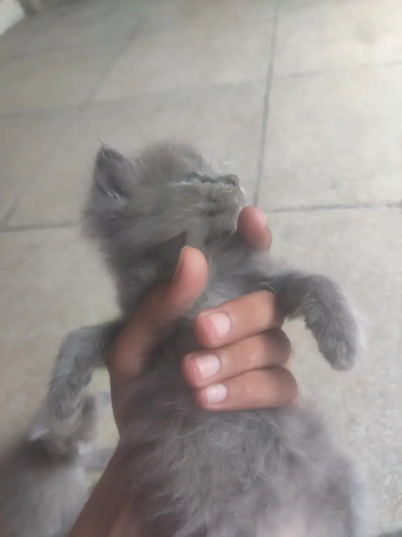 Russian cat brown colour white colour — photo 5