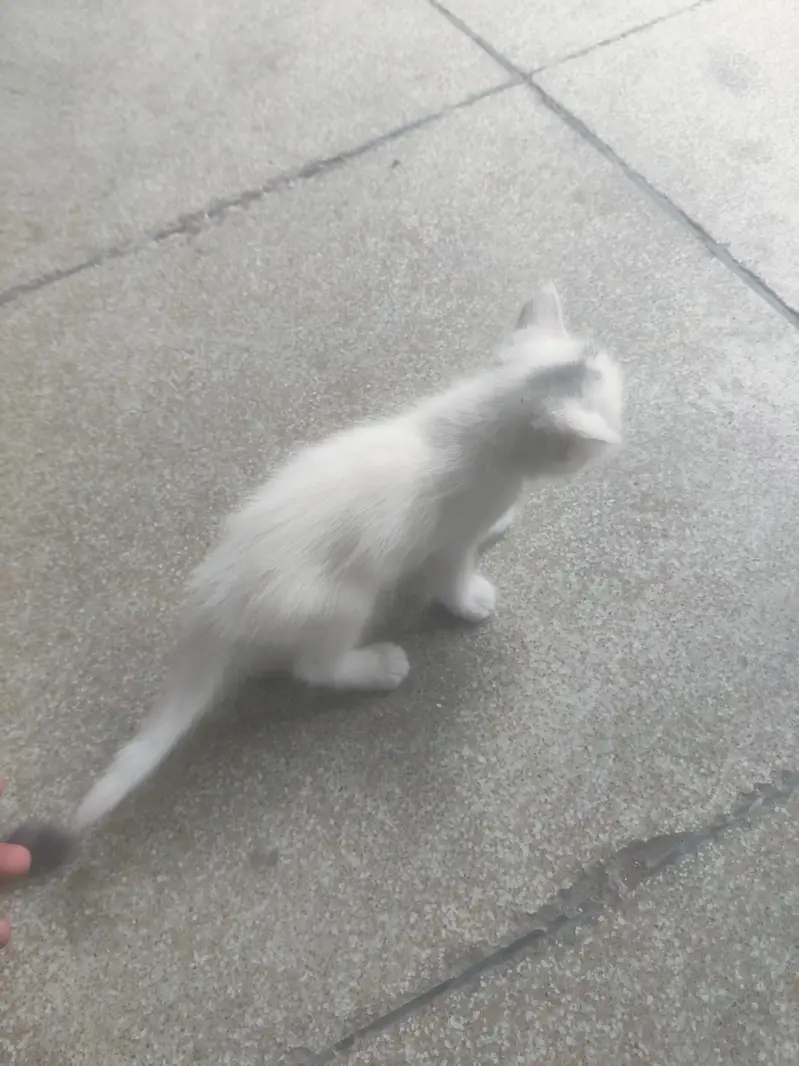 Russian cat brown colour white colour — photo 6