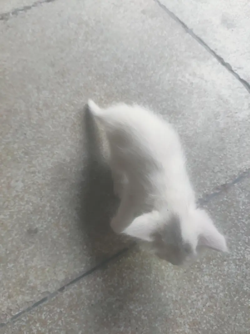 Russian cat brown colour white colour — photo 7