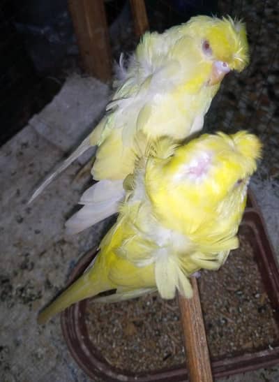 Red eye hogoromo budgies pair for sale.