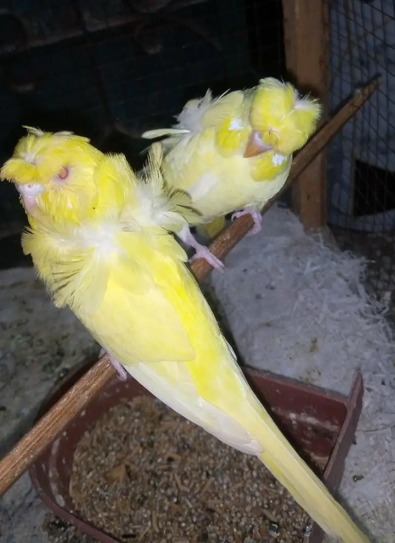Red eye hogoromo budgies pair for sale. — photo 2