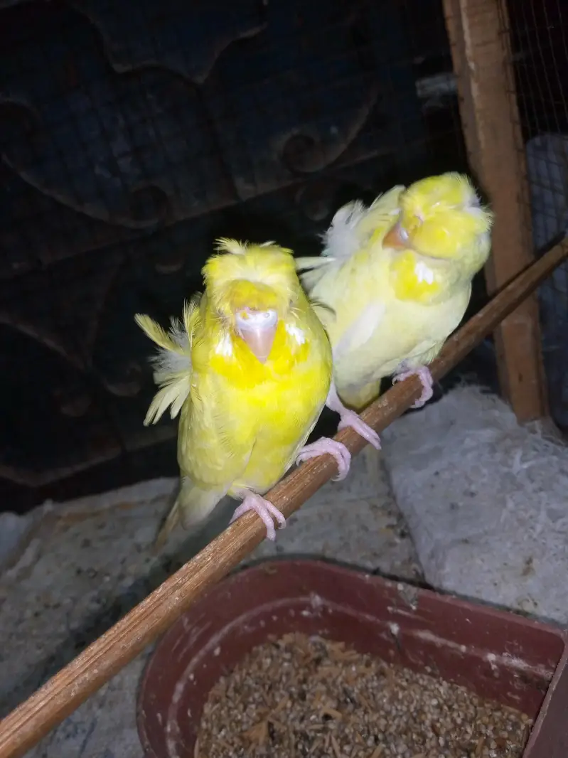 Red eye hogoromo budgies pair for sale. — photo 3