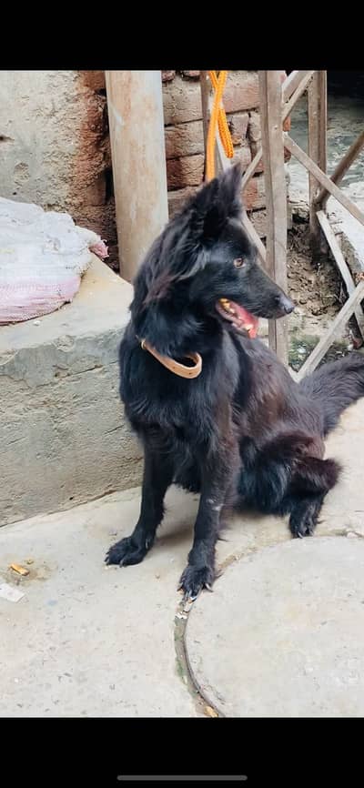 Black German shepherd