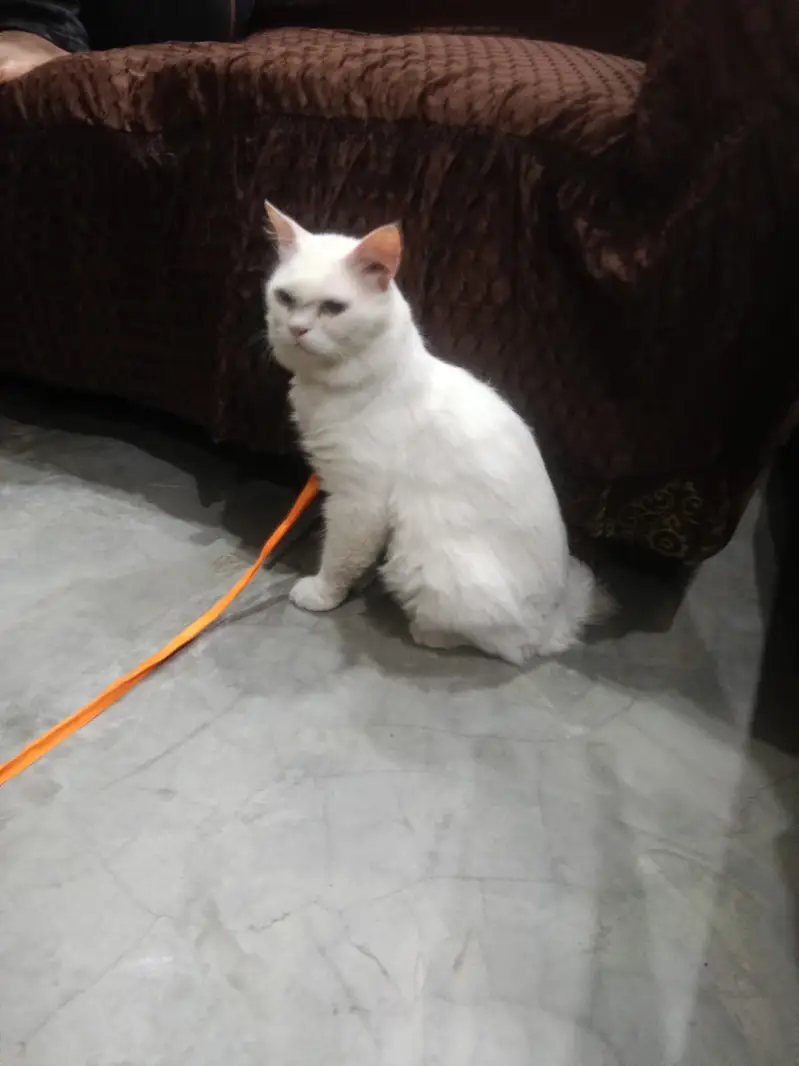 Color white triple coted — photo 2