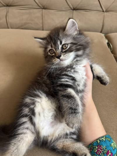 MALE KITTEN AVAILABLE