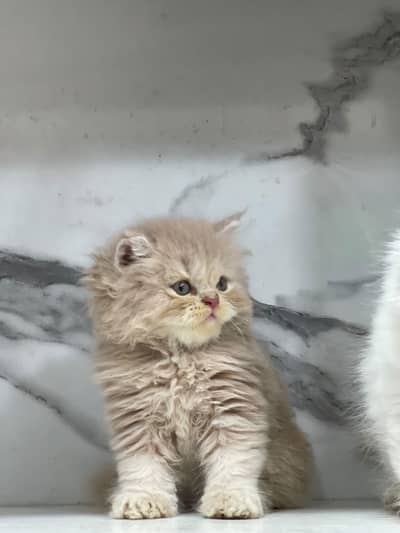 White Persian Kittens/Triple coated/blue eyes/Cats/Male/Female