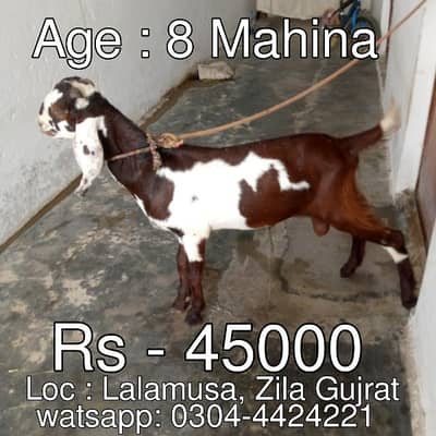 Pathora - Bakra - Kheera Bakra