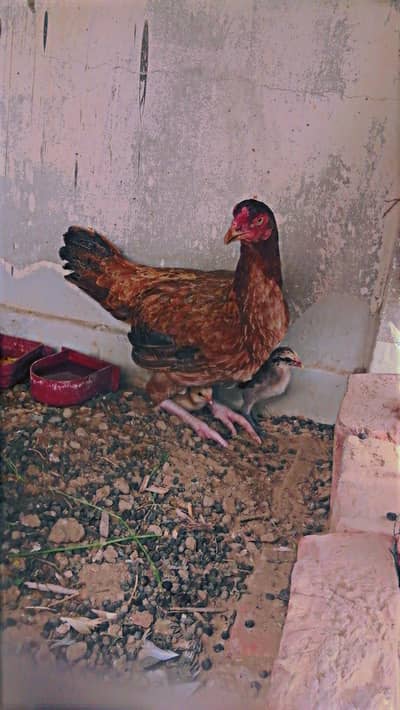 aseel miawali with 2 chick