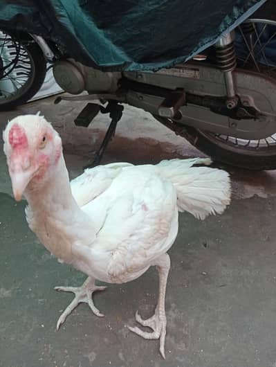 Aseel Heera murga murgi