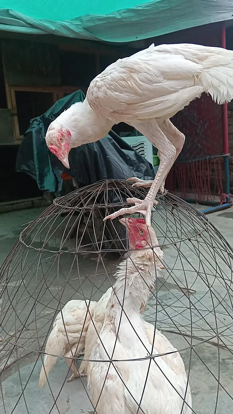 Aseel Heera murga murgi — photo 4