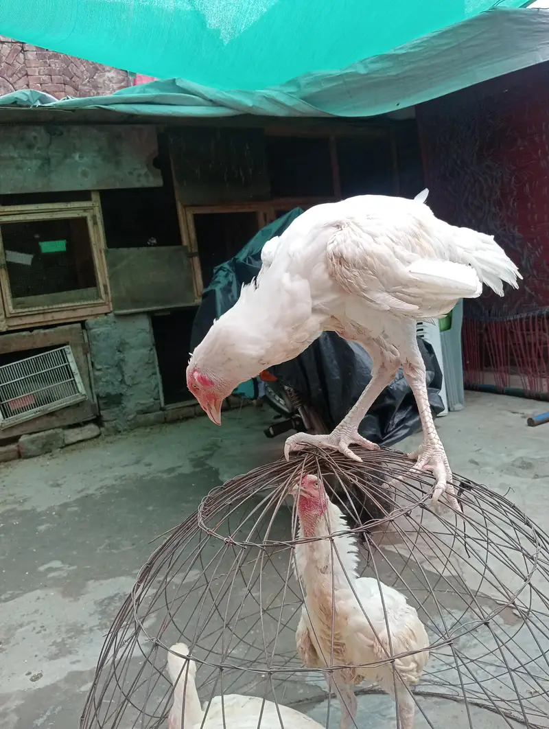 Aseel Heera murga murgi — photo 5