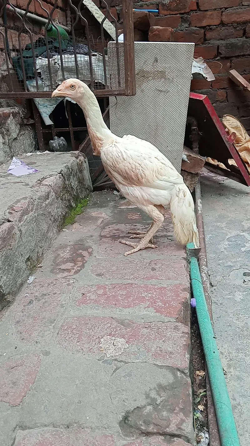 Aseel Heera murga murgi — photo 9