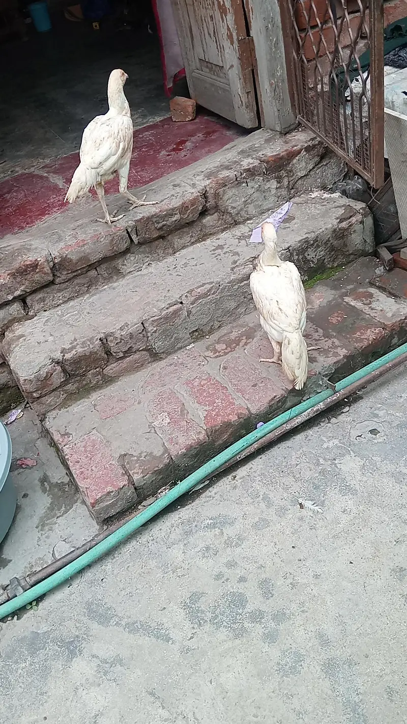 Aseel Heera murga murgi — photo 10