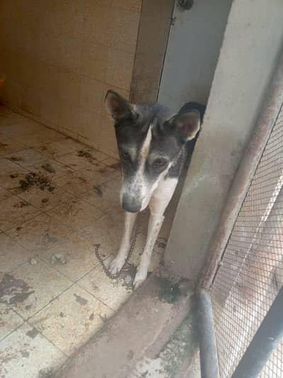 husky