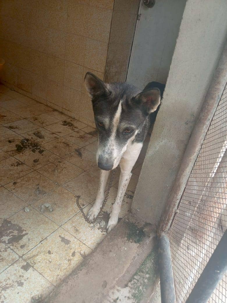 husky 0