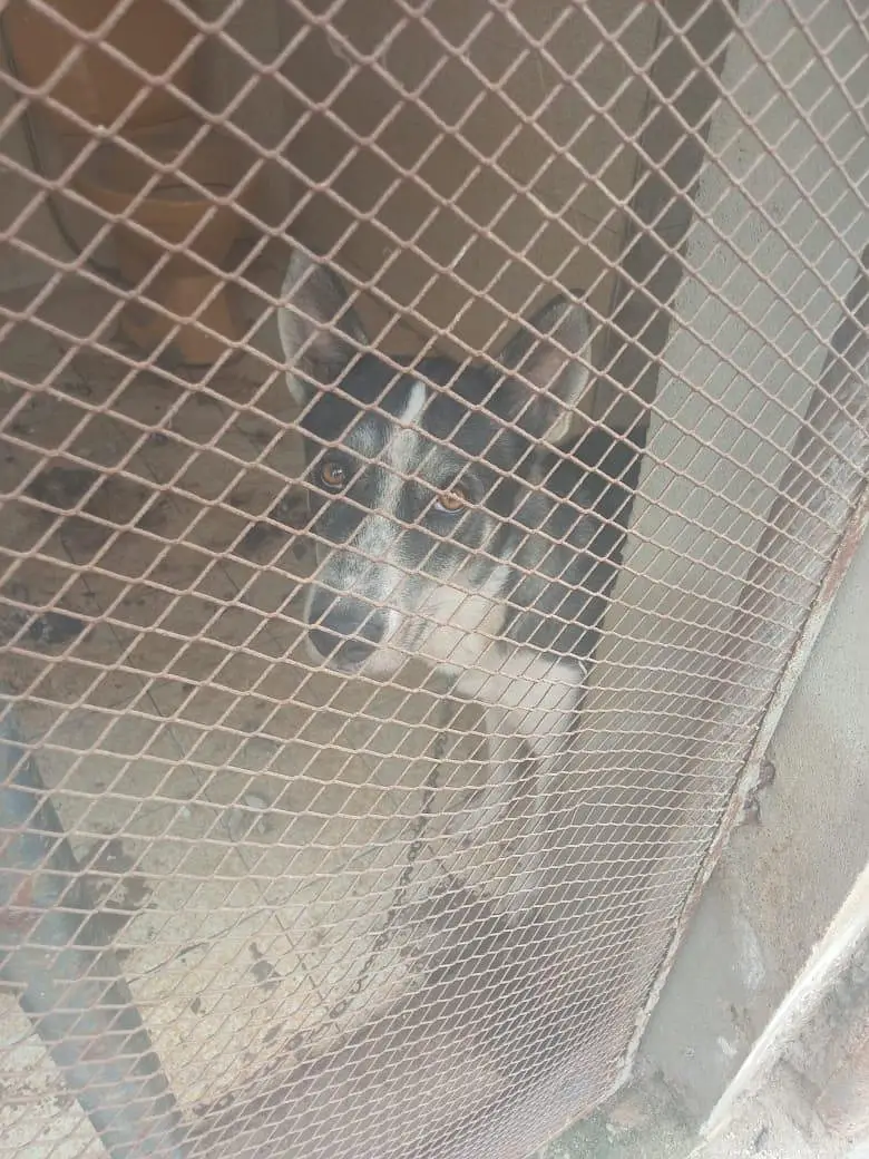 husky — photo 2