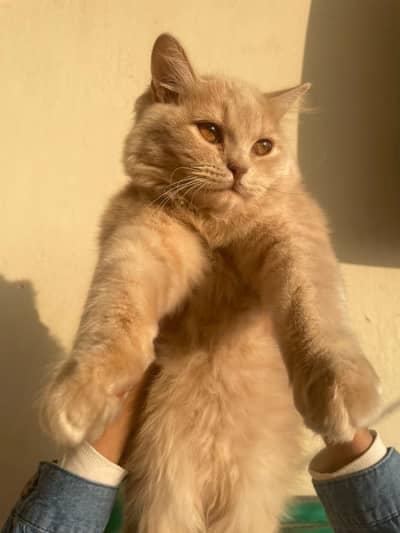 Brown persian cat for sell