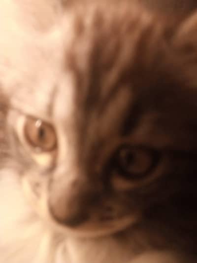 want to sell my maincoon kids along one adult pair
