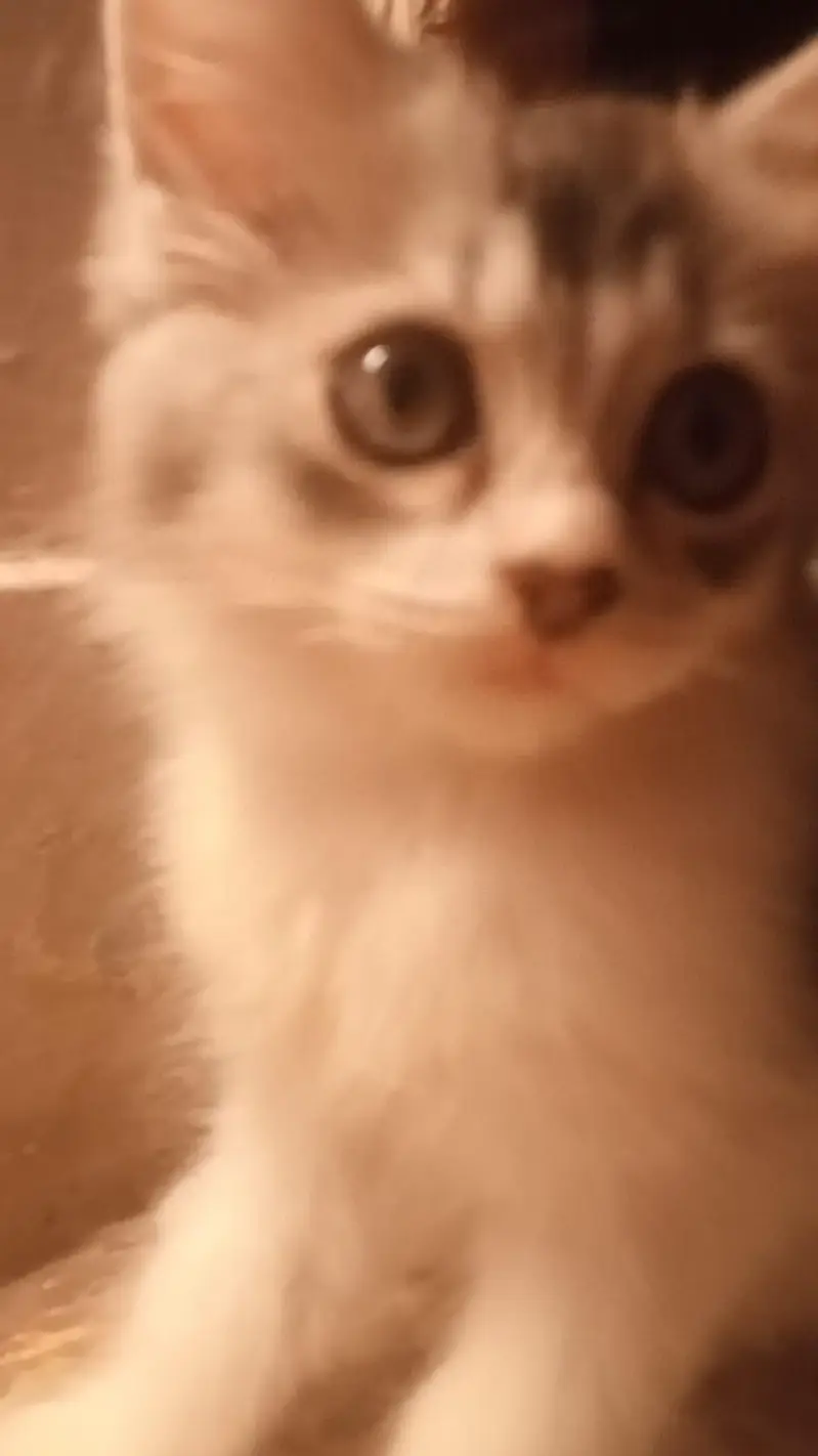 want to sell my maincoon kids along one adult pair — photo 3