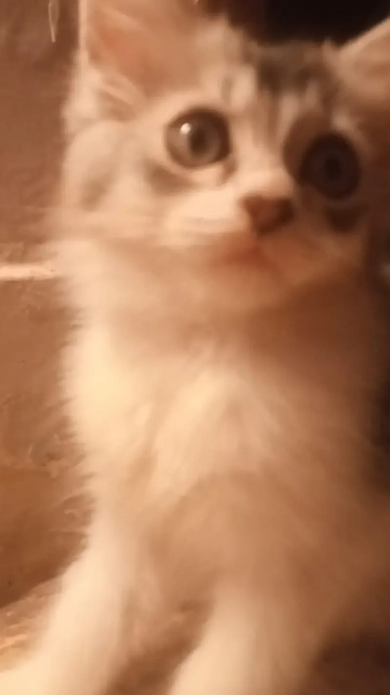 want to sell my maincoon kids along one adult pair — photo 4