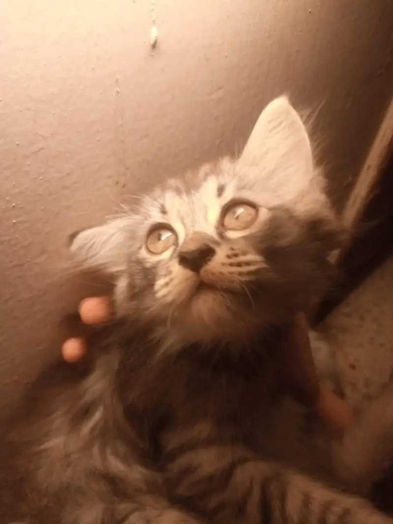 want to sell my maincoon kids along one adult pair — photo 6