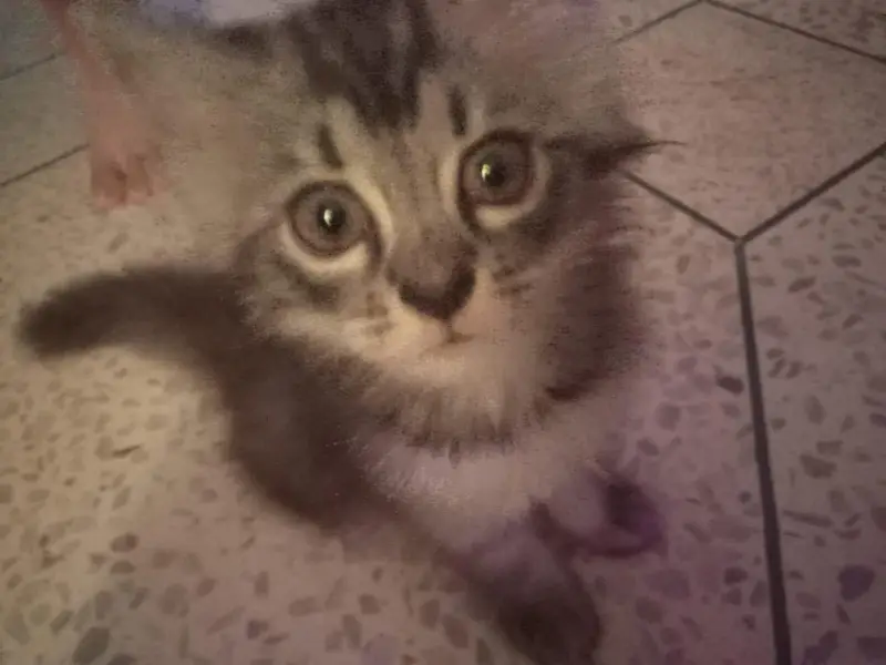 want to sell my maincoon kids along one adult pair — photo 7