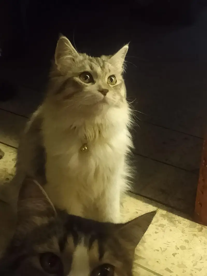 want to sell my maincoon kids along one adult pair — photo 8