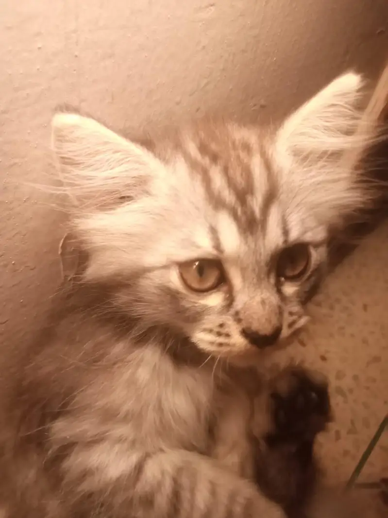 want to sell my maincoon kids along one adult pair — photo 9