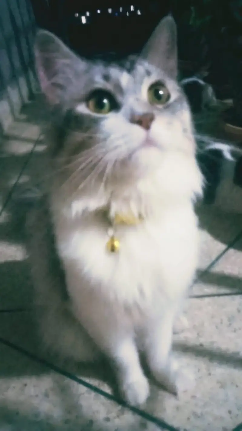 want to sell my maincoon kids along one adult pair — photo 10
