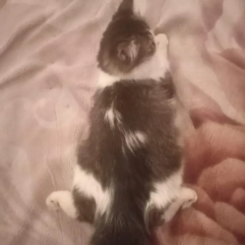 want to sell my maincoon kids along one adult pair — photo 11