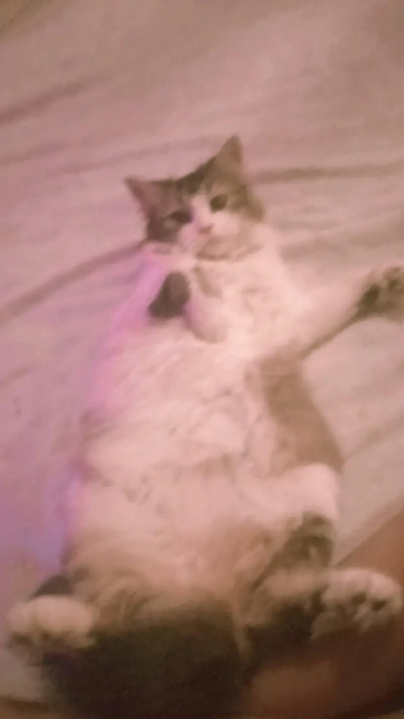 want to sell my maincoon kids along one adult pair — photo 12