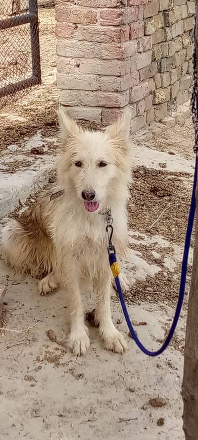Husky siberian x german shepherd female for sale