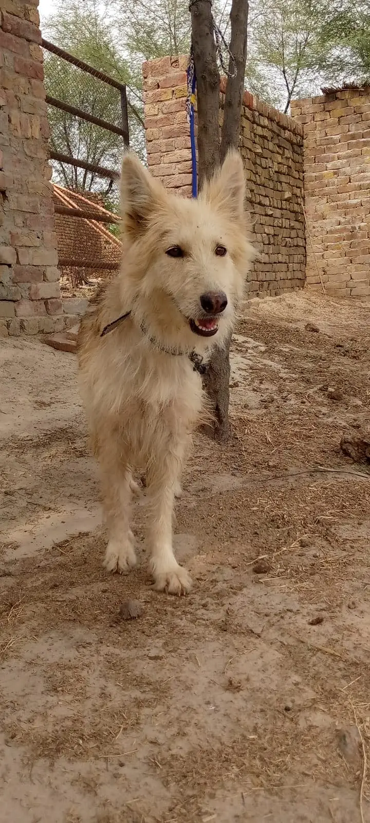 Husky siberian x german shepherd female for sale — photo 2