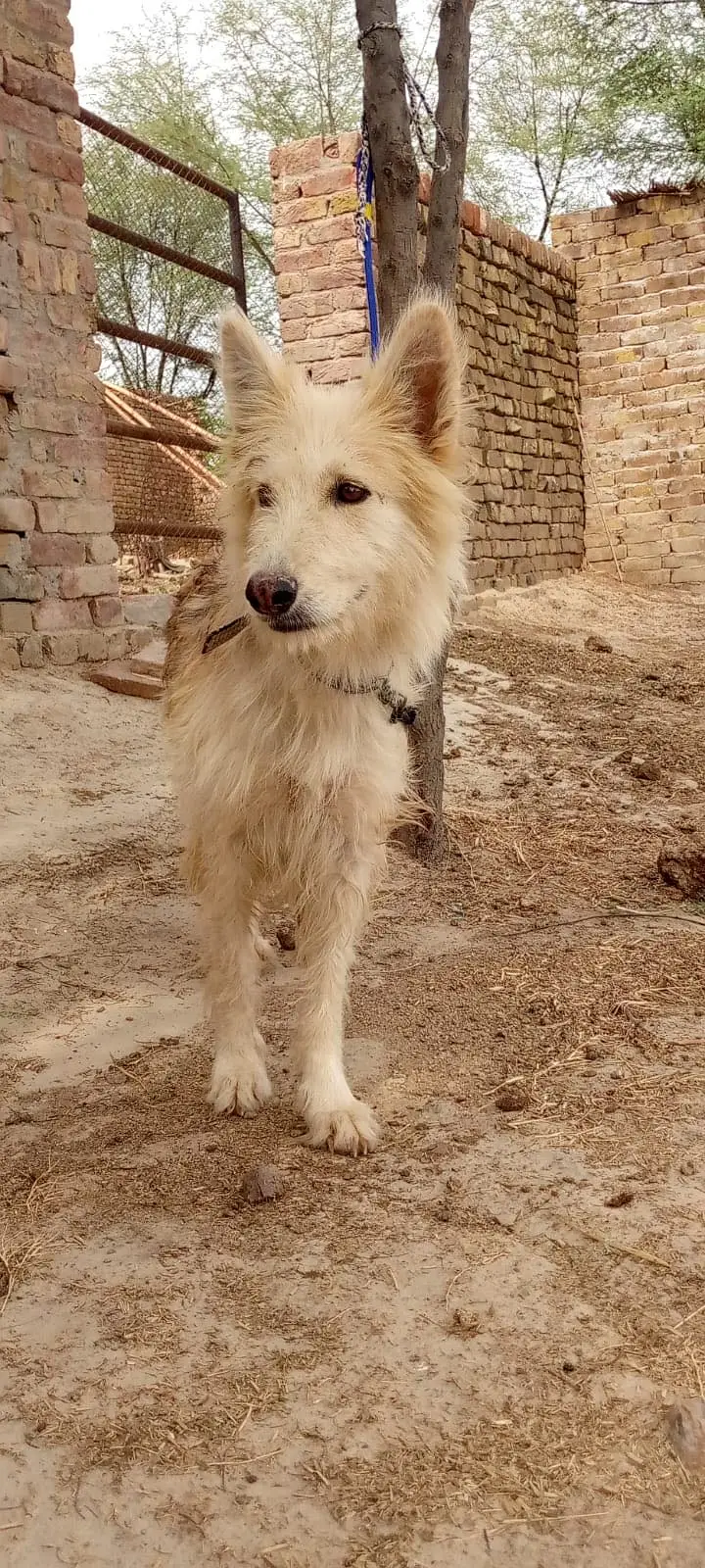 Husky siberian x german shepherd female for sale — photo 3