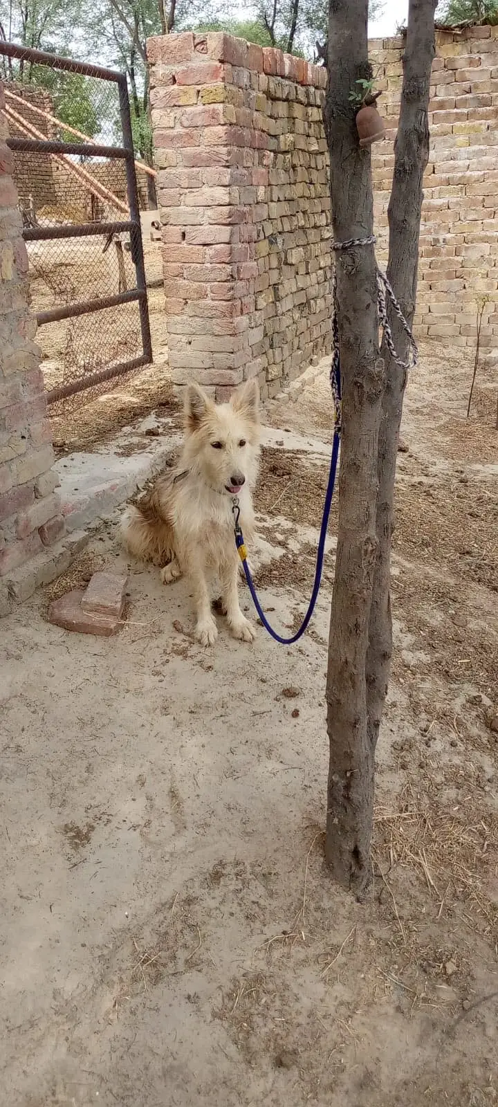 Husky siberian x german shepherd female for sale — photo 4