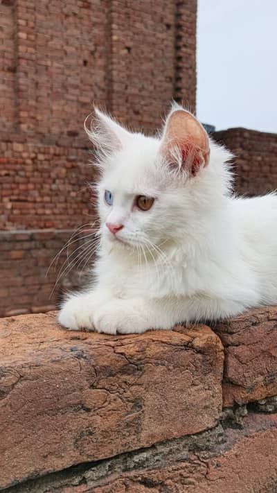 pure Persian