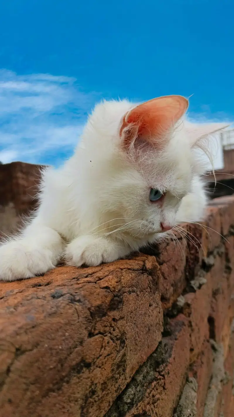 pure Persian — photo 4