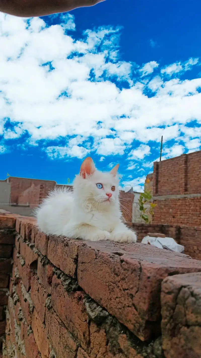 pure Persian — photo 5